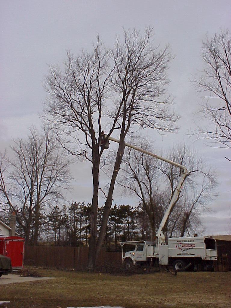 Trimming the Tree
